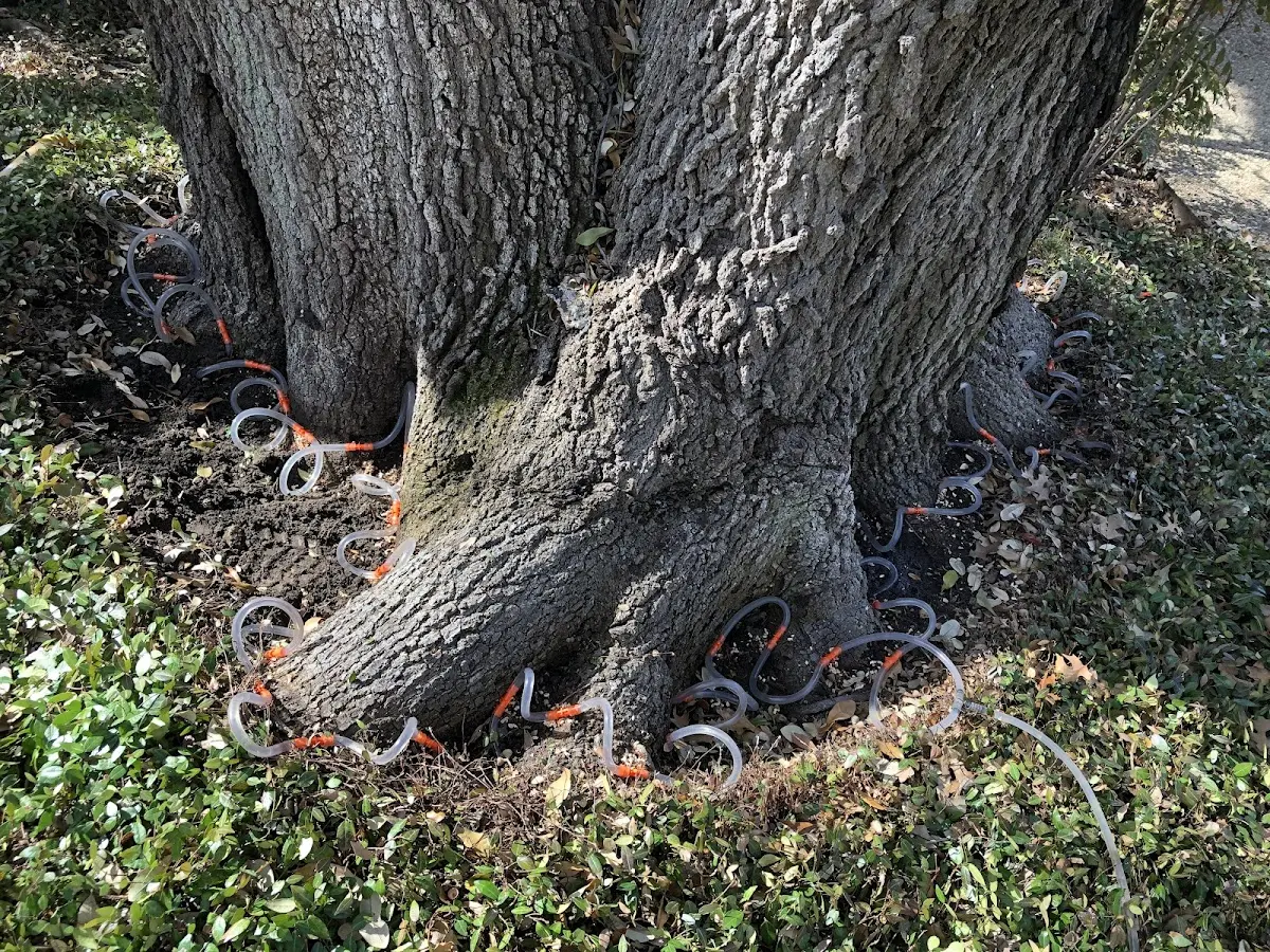 Detailed Tree Cabling and Bracing job site in Youngtown