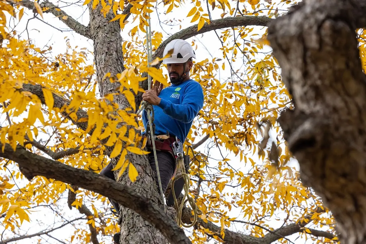 Skilled Tree Pruning crew working in Youngtown